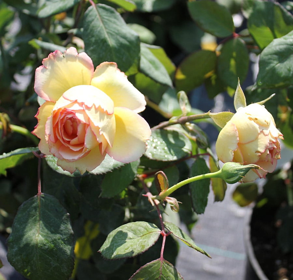 Роза 'Джалита' (чайно-гибридная) (желтая с розовым)