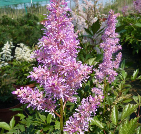 Астильба японская Пич Блоссом