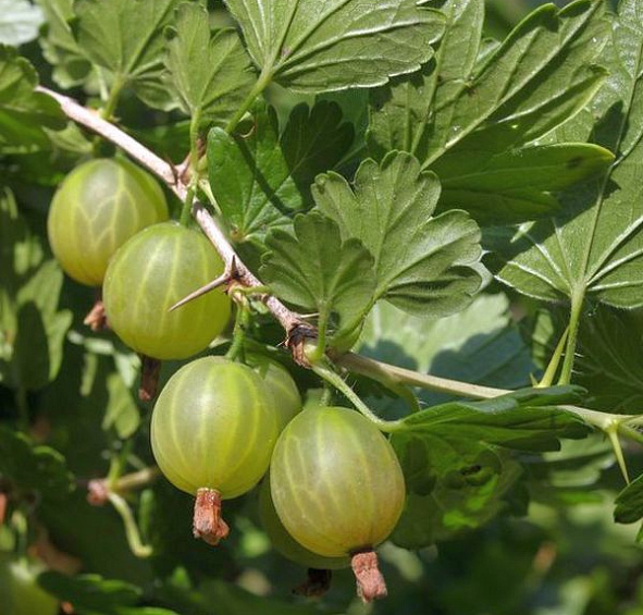 Крыжовник 'Уральский виноград'