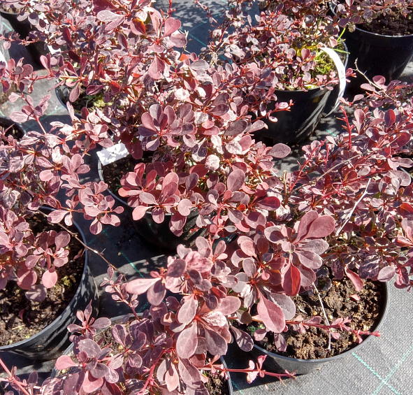 Барбарис Тунберга 'Арлекин'