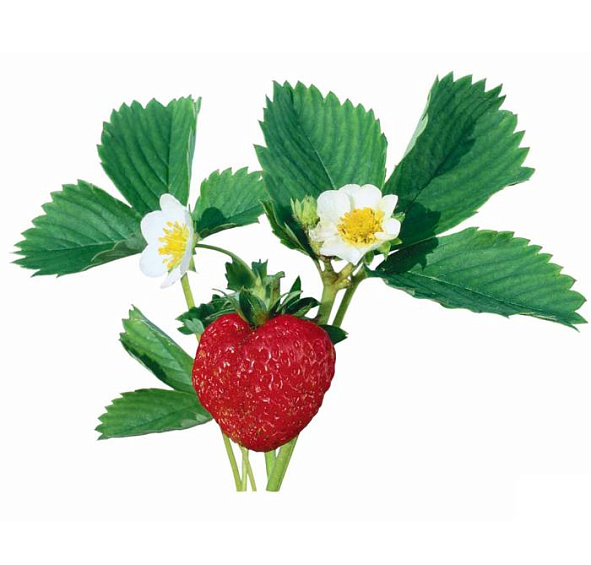 Земляника (клубника) 'Королева Елизавета  II' (ремонтантный)