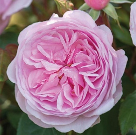 Роза Оливия Роуз Остин (Olivia Rose Austin)