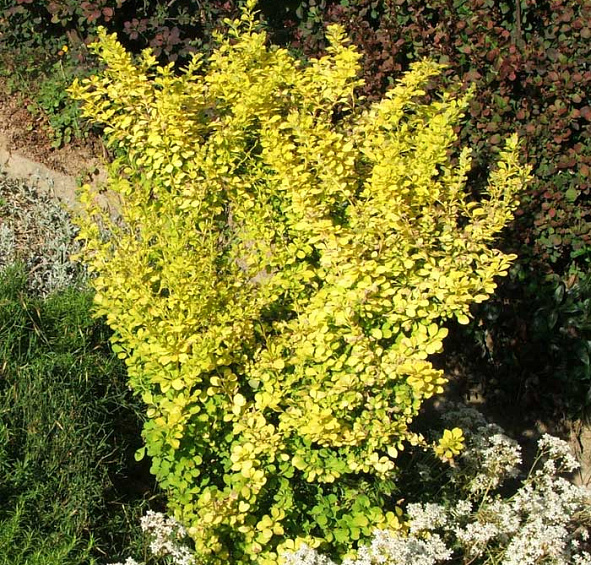 Барбарис Тунберга 'Ауреа'