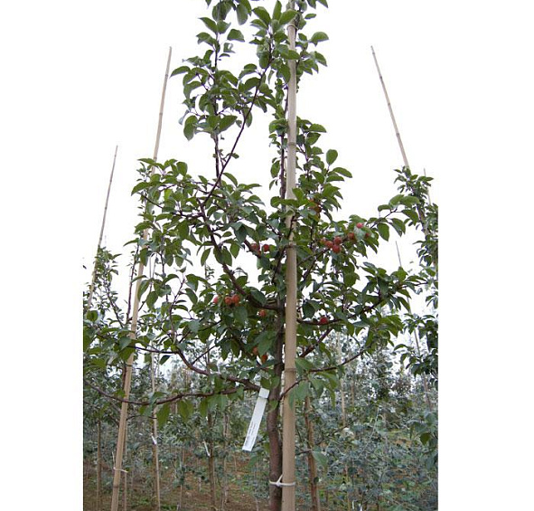 Яблоня декоративная 'Эверест'