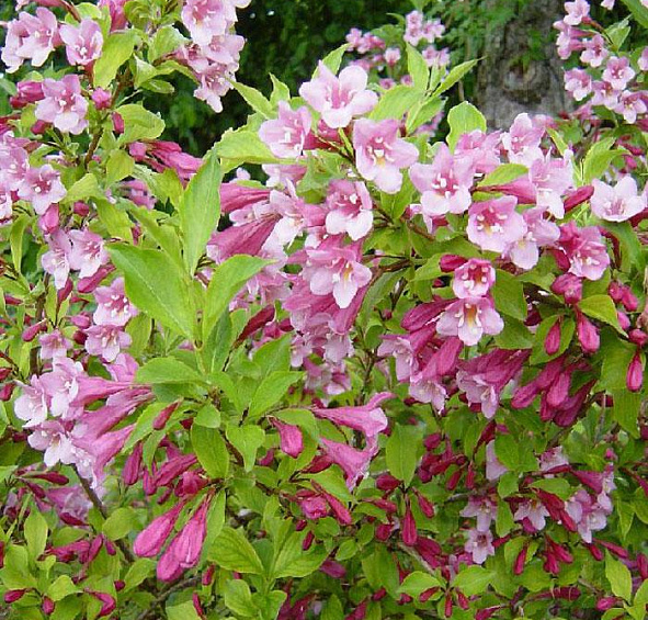 Вейгела раннецветущая 'Стириака'