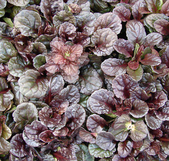 Живучка (аюга) пурпурная