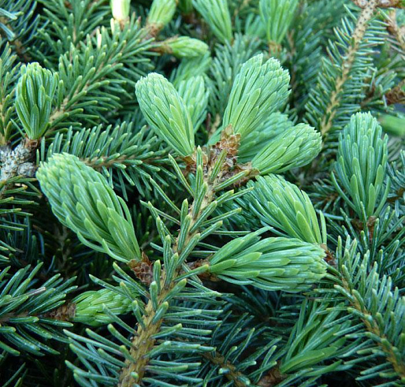 Ель Лутца 'Мачала'