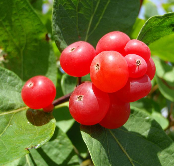 Жимолость татарская