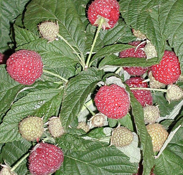 Малина 'Королевский пингвин'