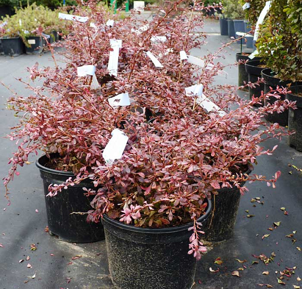 Барбарис Тунберга 'Пинк Аттрактион'