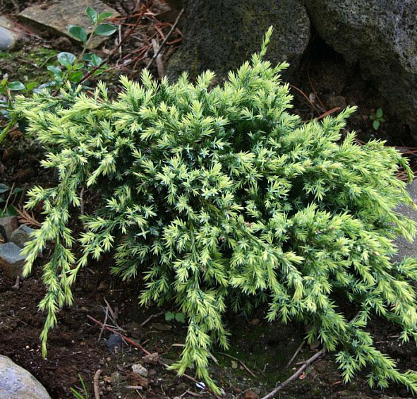 Можжевельник чешуйчатый 'Холгер'