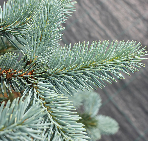 Ель колючая 'Ольденбург'