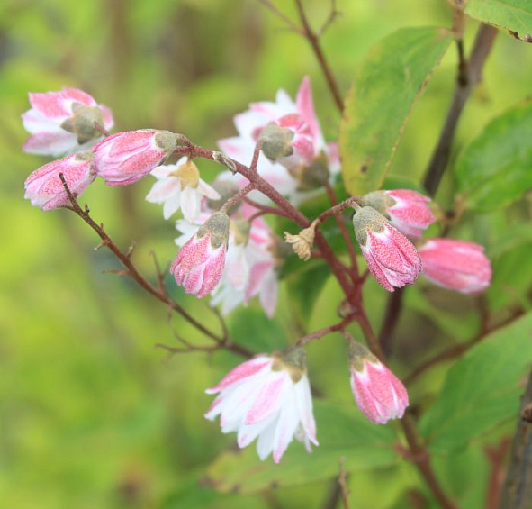 Дейция шершавая 'Плена'