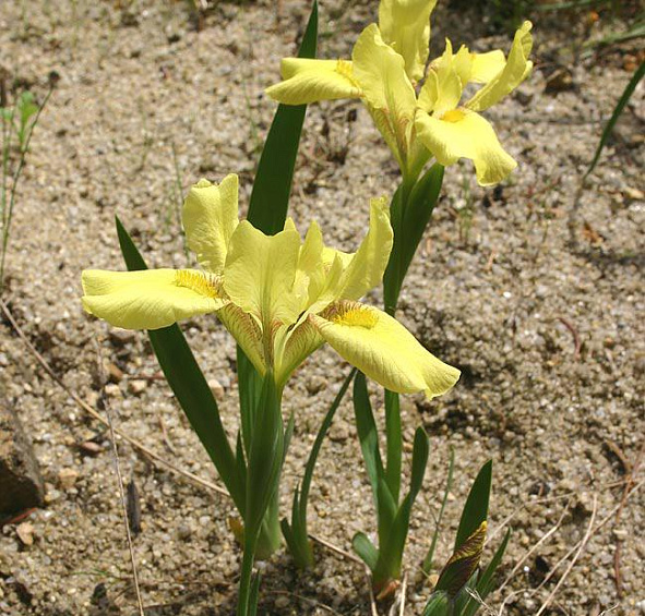 Ирис приземистый желтый (humilis gelb)