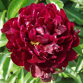 Пион молочноцветковый 'Тайфун' (темно бордовый)
