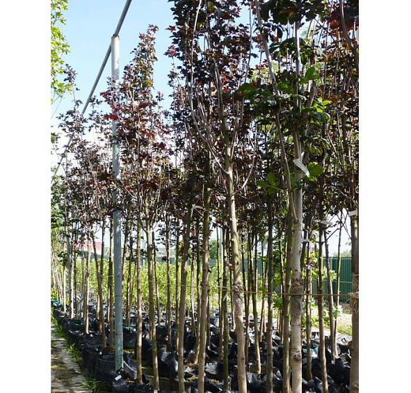 Клен остролистный 'Роял Ред'