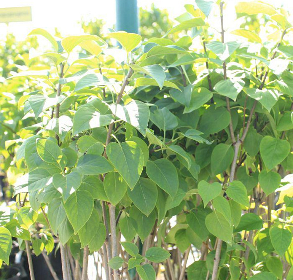 Сирень махровая