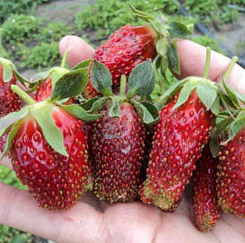 Земляника (клубника) 'Купчиха'