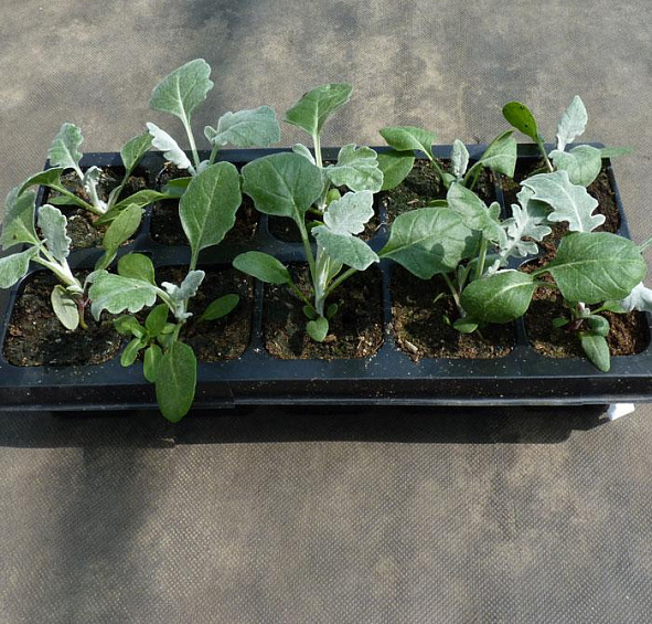 Цинерария морская (приморская)