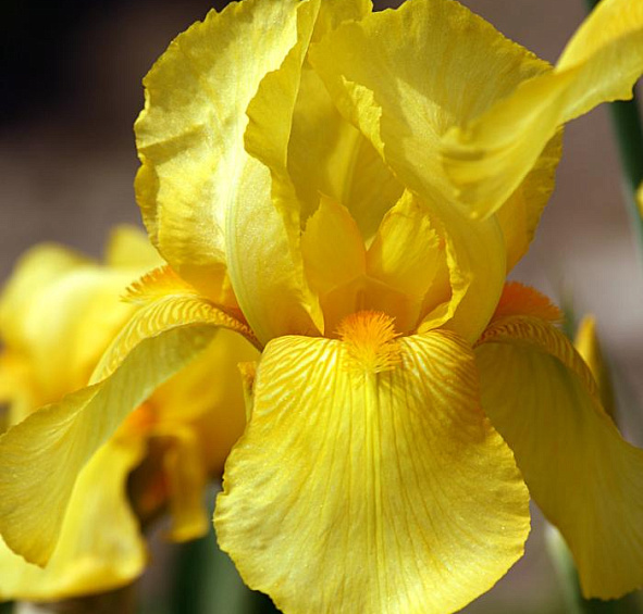 Ирис германский (бородатый) 'Октобер Сан' 