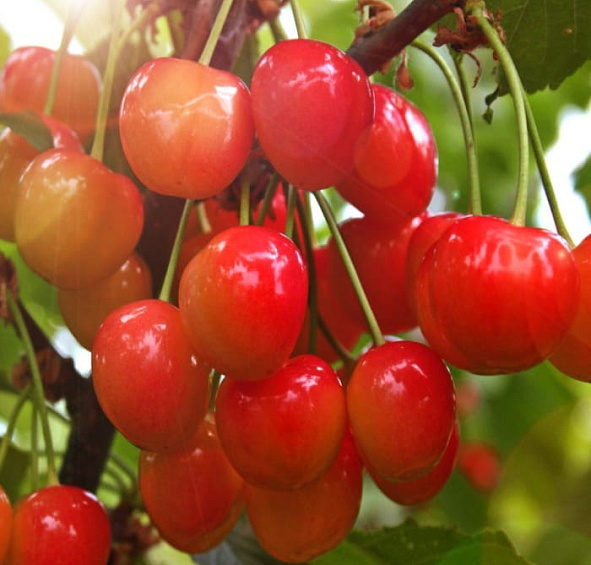 Черешня 'Орловская розовая'