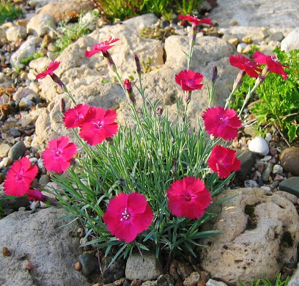 серовато-голубая Бадения