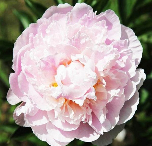 Пион Маргарита Жерар (Marguerite Gerard)