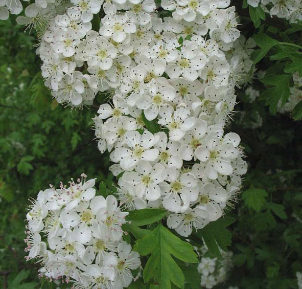 Боярышник однопестичный