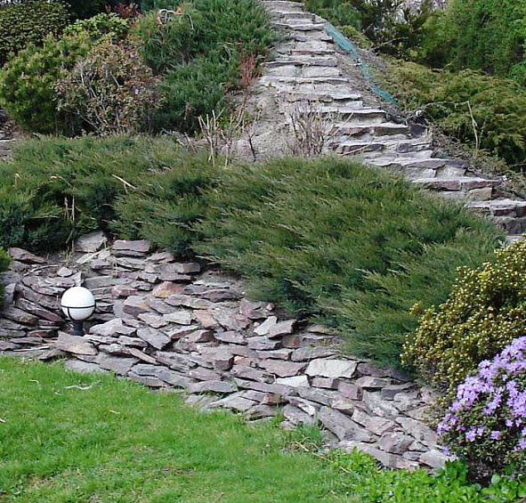 Можжевельник казацкий 'Глаука'