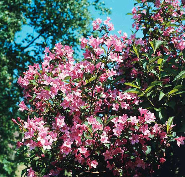 Вейгела цветущая 'Пурпурея'