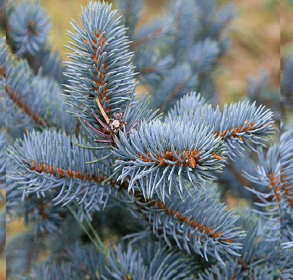 Ель колючая 'Хупси'