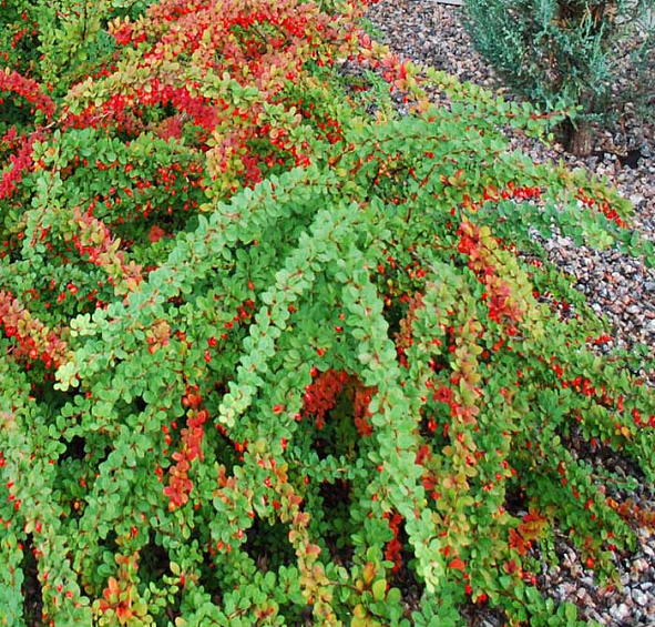 Барбарис Тунберга 'Грин Карпет'