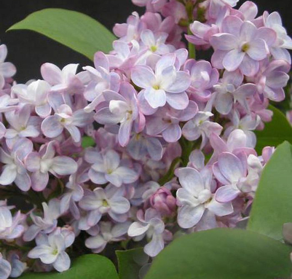 Сирень обыкновенная 'Бель де Ненси' (бело - розовая)