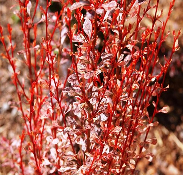 Барбарис Тунберга 'Рози Рокет'