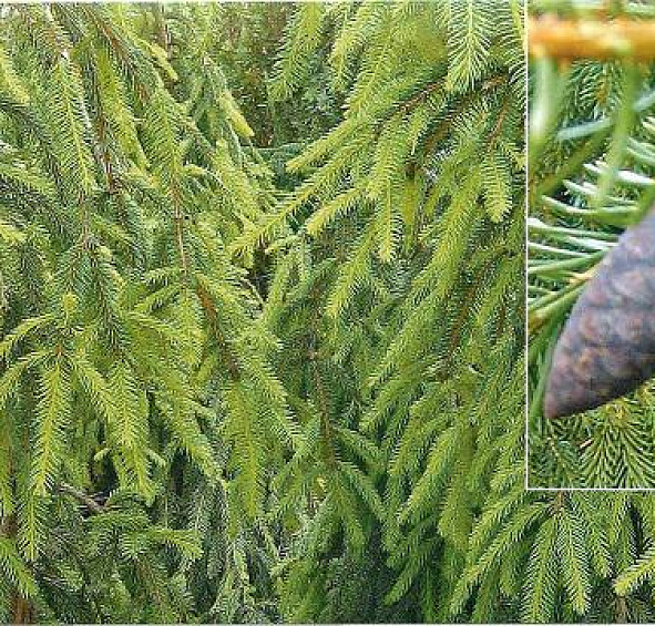 Ель обыкновенная 'Инверса'