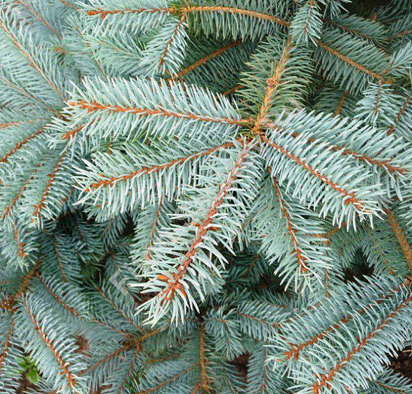 Ель колючая 'Фат Альберт'