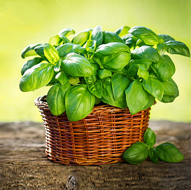Базилик овощной 'Тонус'