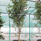 Фотоальбом Хвойные в садовом центре. Ноябрь 2012 Хвойные в садовом центре Южный. Ноябрь 2012