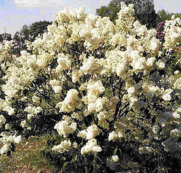 Сирень обыкновенная 'Маленький принц' (белый)