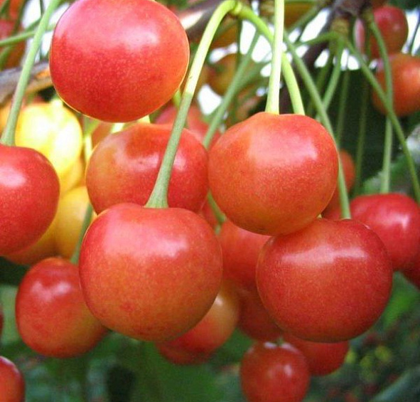 Черешня 'Розовый жемчуг'