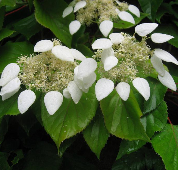 Схизофрагма гортензиевидная