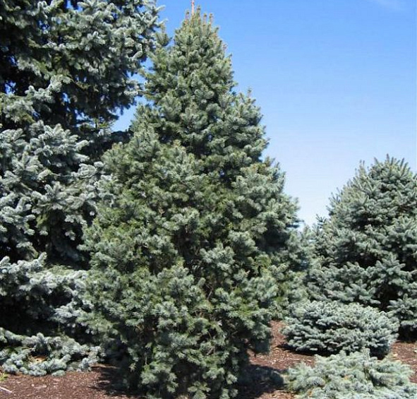 Ель колючая 'Исели Фастигиата'