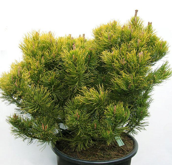 Сосна горная 'Винтер Голд'