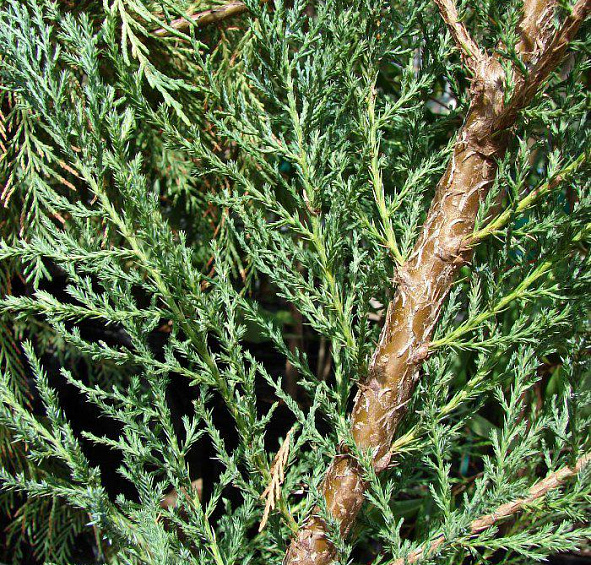 Можжевельник скальный 'Скайрокет'