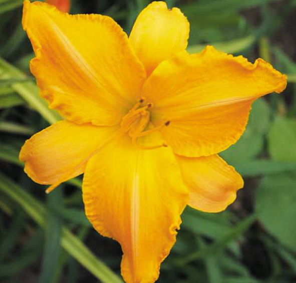 Лилейник гибридный 'Раффлд Эприкот'