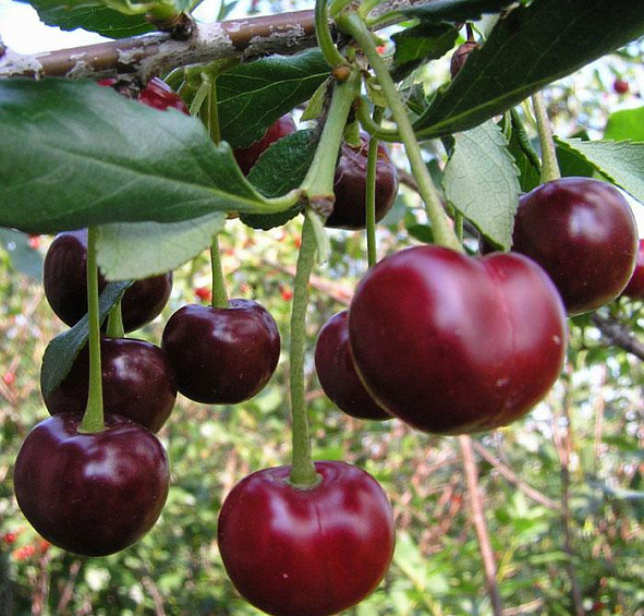 Вишня обыкновенная 'Жуковская'