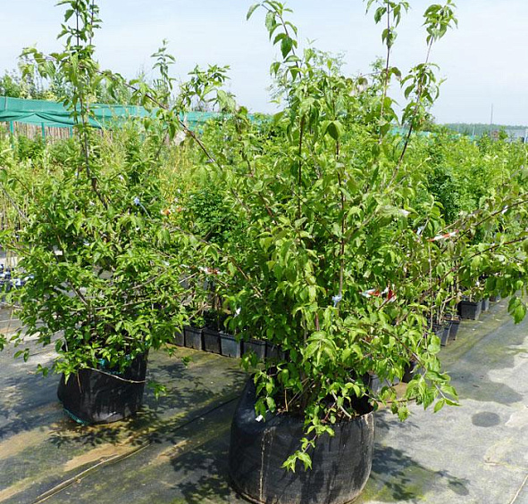 Дерен мужской