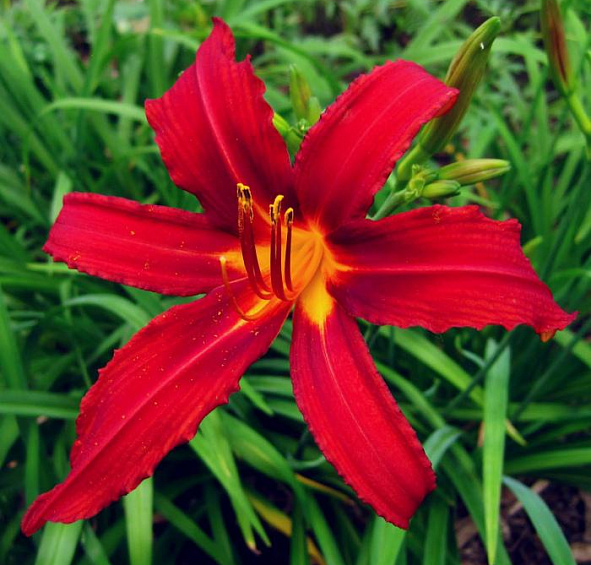 Лилейник Кримсон Пират