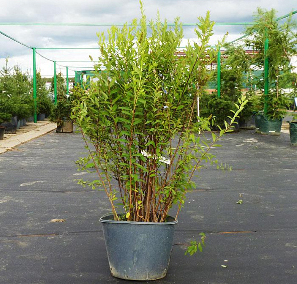 Спирея Дугласа