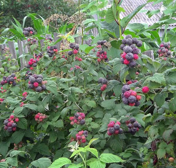 Малина черная 'Кумберленд'